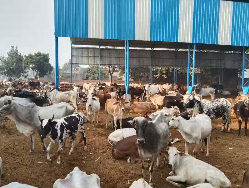 गौशाला निर्माण अभियान